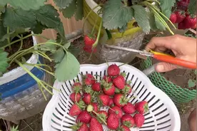 在家也能有现摘草莓吃，2个月就能在阳台种出红通通的草莓图片