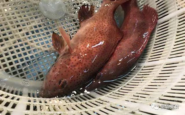 40头的花胶是几级 2025年花胶40头是什么意思?