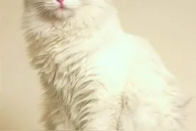 猫不小心吃了老鼠药怎么办，两招教你救回你的猫图片