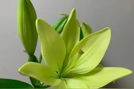百合花是大自然中最纯洁的花，五颜六色的百合花，美极了图片