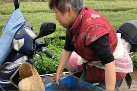 70岁大爷因电蚯蚓身亡，巨大利润的背后到底隐藏着什么致命的风险图片