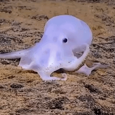 33张令人毛骨悚然的生物照：诡异山羊如人一般站立，眼神深邃