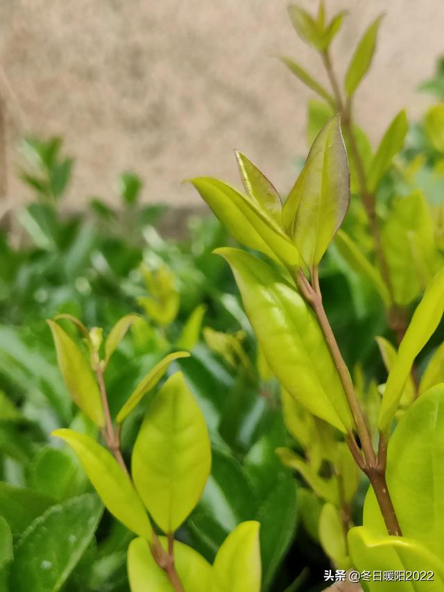 （情感美文）记忆深处的一块糖