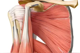 【看图识肌】每天掌握一点肌肉小知识（四）图片