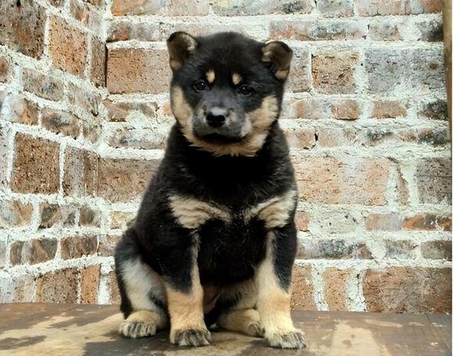 为什么越来越多人养"四眼土狗"?网友:养了就不想换狗了