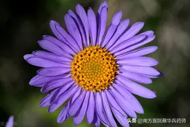 常被当作菊花，其根却是一味润肺化痰，降逆止咳定喘的良药｜紫菀图片