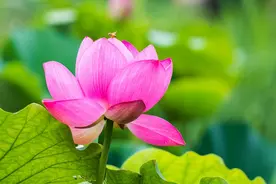 将健康放在首位，才是智慧的人图片