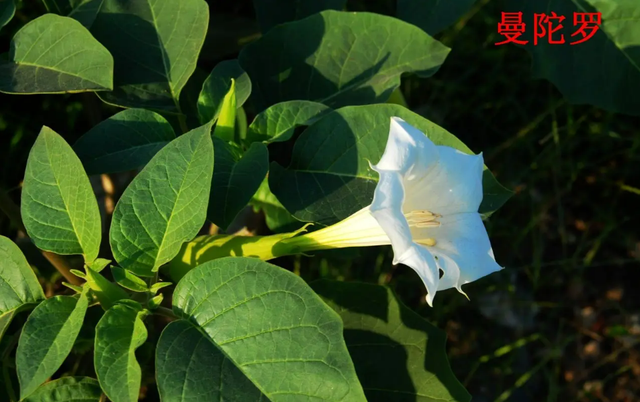 母亲如此伟大，为何“毒”里却有个“母”字？这两字究竟有何关联