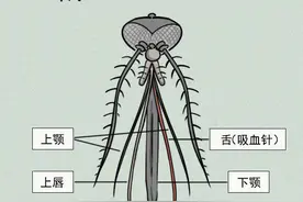 为啥你的蚊子包总比别人痒图片