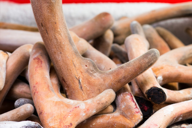 比黄金还贵的鹿茸,1克就要花1500元,它凭什么卖的这么贵?