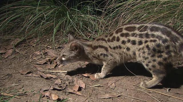 广东惠州发现只奇怪的"狸猫",尖嘴大尾巴,会偷鸡,会帮人捕鼠