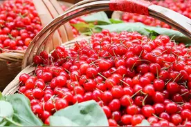 大连VS烟台VS西安，中国哪里的樱桃最好吃？图片