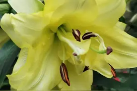网红百合花，家里不养几盆，简直亏大了！图片