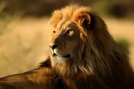 狮子老虎谁厉害？图片