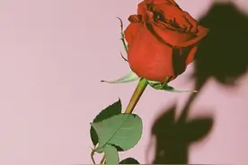 双子座：越有趣越疏远，越沉默，反而心越发靠近，为什么？图片
