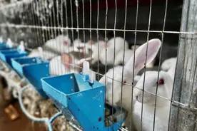 兔粪“变废为宝” 产业绿色发展图片