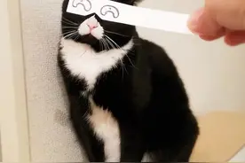 不要试图理解黑猫，因为你理解不了图片