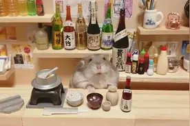 一天96瓶啤酒，再能喝的人也拼不过小仓鼠图片