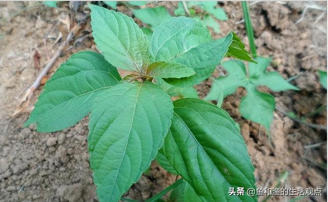 踏春必备“百草图”之三，身边那些有价值的野草，你能认识几种？