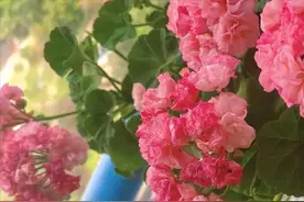 天竺葵，买来后“晒”还是“不晒”，很多花友做错了，难怪长不好图片
