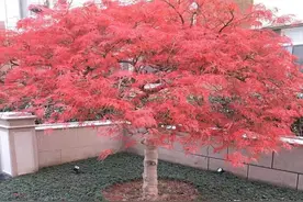 羽毛枫适合在哪些地方种植，种在庭院、园林中，既美观又好打理图片