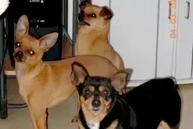 如何分辨吉娃娃、小鹿狗、迷你杜宾！饲养它们的注意事项有哪些？图片