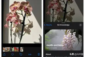 今天我了解到，你只需要你的iPhone相机就可以识别植物和花朵图片