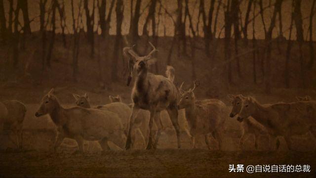 超级血液，器官再生、百毒不侵，这是人们认为它是仙兽真正的原因