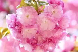 读《道德经》反者道之动；弱者道之用；天下万物生于有，有生于无图片