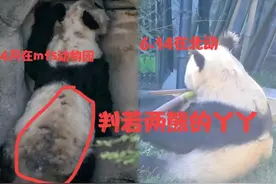 北动更新丫丫最新视频，吓我一跳，丫丫胖成炸毛丫，实现竹笋自由图片