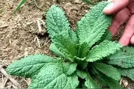 疫情期间，农村这种“咳嗽草”也火了，看看你那里还能找到它吗？图片
