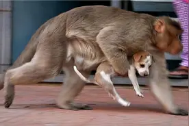 印度猴子有多记仇？因狗咬死一只小猴，猴群疯狂屠杀全村250条狗图片