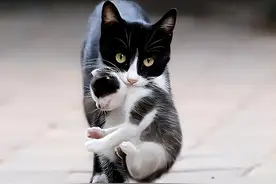 猫妈妈把幼崽“叼给你”，只因你是主人？那你真的错了图片