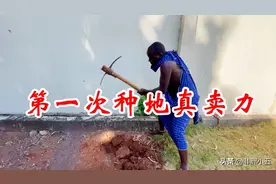 非洲人真不会种地？今天亲自考验一下两个保镖，干劲儿实在太足了图片