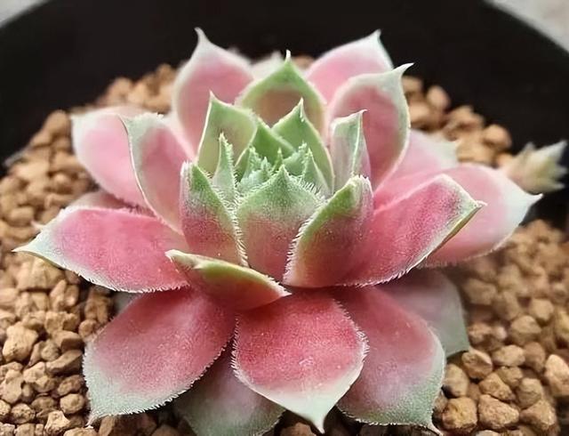 270种常见多肉图谱，一分钟认全！