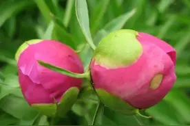 别不信，情人来自宿命，注定护你一生图片