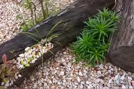若你的小院没钱设计，教你随便用木头或石头摆出有品位的角落图片