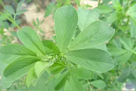 曾拿来喂猪，粗蛋白含量高，煮汤是一绝，若你家乡有，记得采摘图片