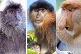 婆罗洲“神秘猴”生殖隔离机制或被打破？如果被打破会有何危害呢图片