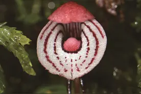 上山摘几朵野花会坐牢吗？图片