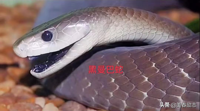 盘点非洲10大危险动物，为何狮群被集体团灭？谁才是非洲王者？