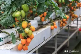 无论种啥蔬菜，老农教你配制2种“万能肥”，促根壮苗又高产图片
