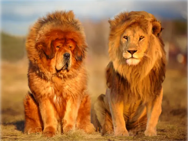 鬼獒vs狮子，如果藏獒之王单挑猫科一哥，谁会活到最后呢？