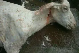 什么是羊痘？教大家一种羊痘治疗方法？图片