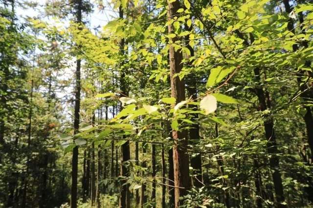 四川省民生研究会新媒体中心-官网