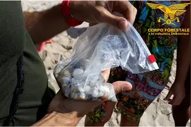 记住，这里的“小石头”不能捡，否则1000欧罚款在招手！图片