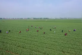 河北大名县：蒜苔丰收季 蒜农采摘忙图片