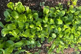 小满过后，这5种菜可以种植了，耐旱耐涝，7月收获，菜农不要错过图片