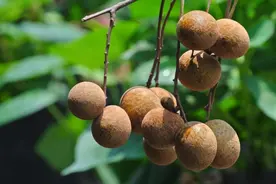 常吃桂圆，好处或“不请自来”！但要牢记6个禁忌，别再犯错图片