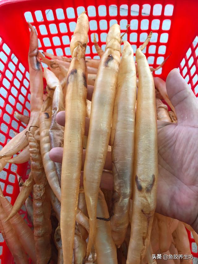 黄鳗鱼胶的功效与作用 2026年黄鳗鱼胶的功效与作用是什么